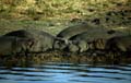 Hippos am Ufer